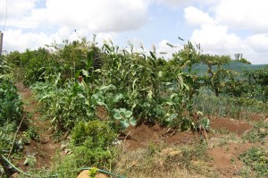 The vegetable plot