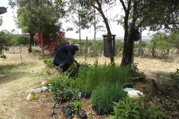 Dan in the Tree Nursery