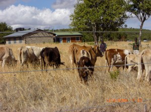 Cattle in school compound